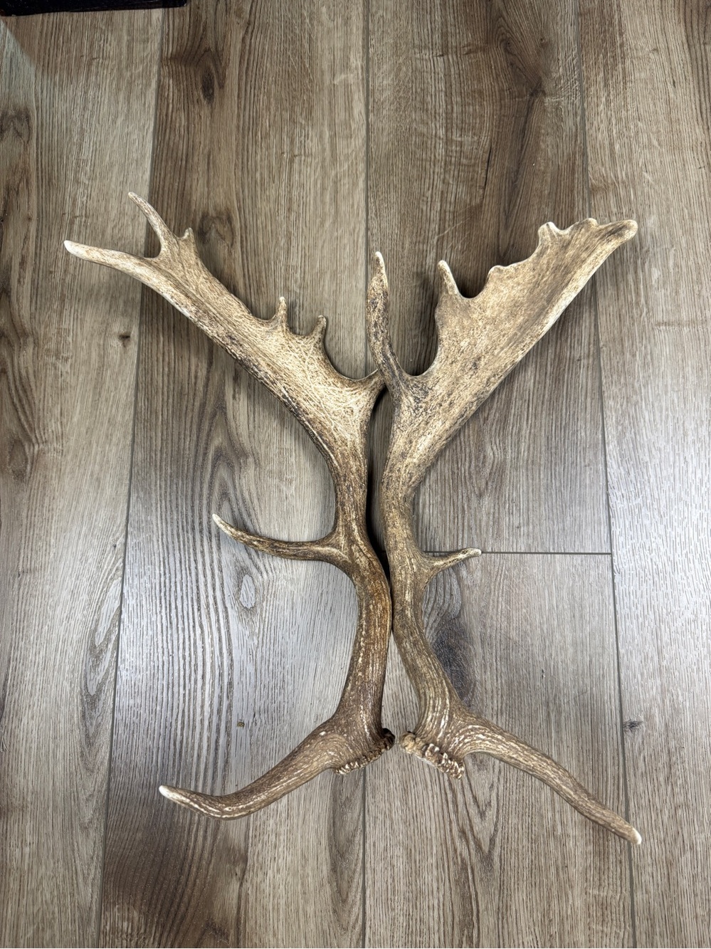 Authentic Naturally Shed Fallow Deer Antlers 1 Pair - Picture 6 of 10
